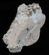 Oligocene Ruminant (Leptomeryx) Jaw Section #60980-2